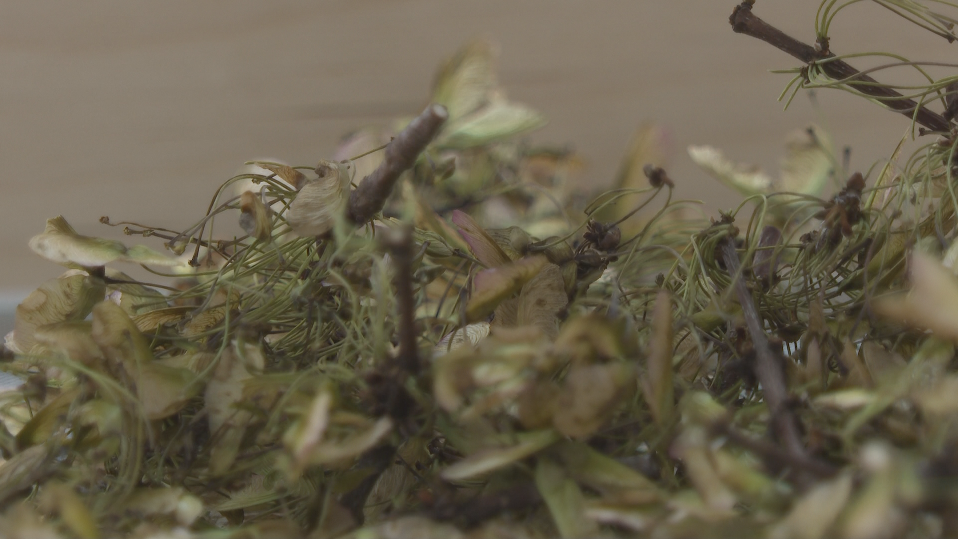 Why Canadian seeds are on their way to the moon with Artemis II