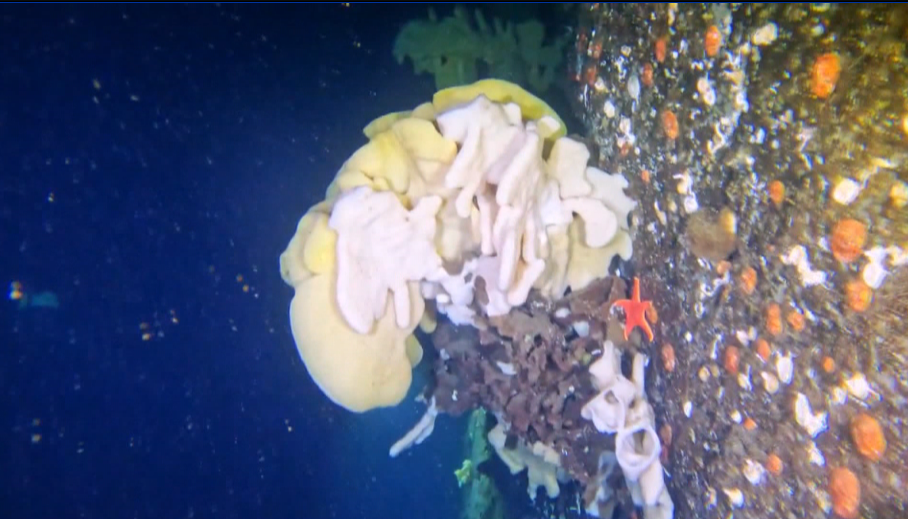 Once thought to be extinct, ancient cloud sponge seen in B.C. waters