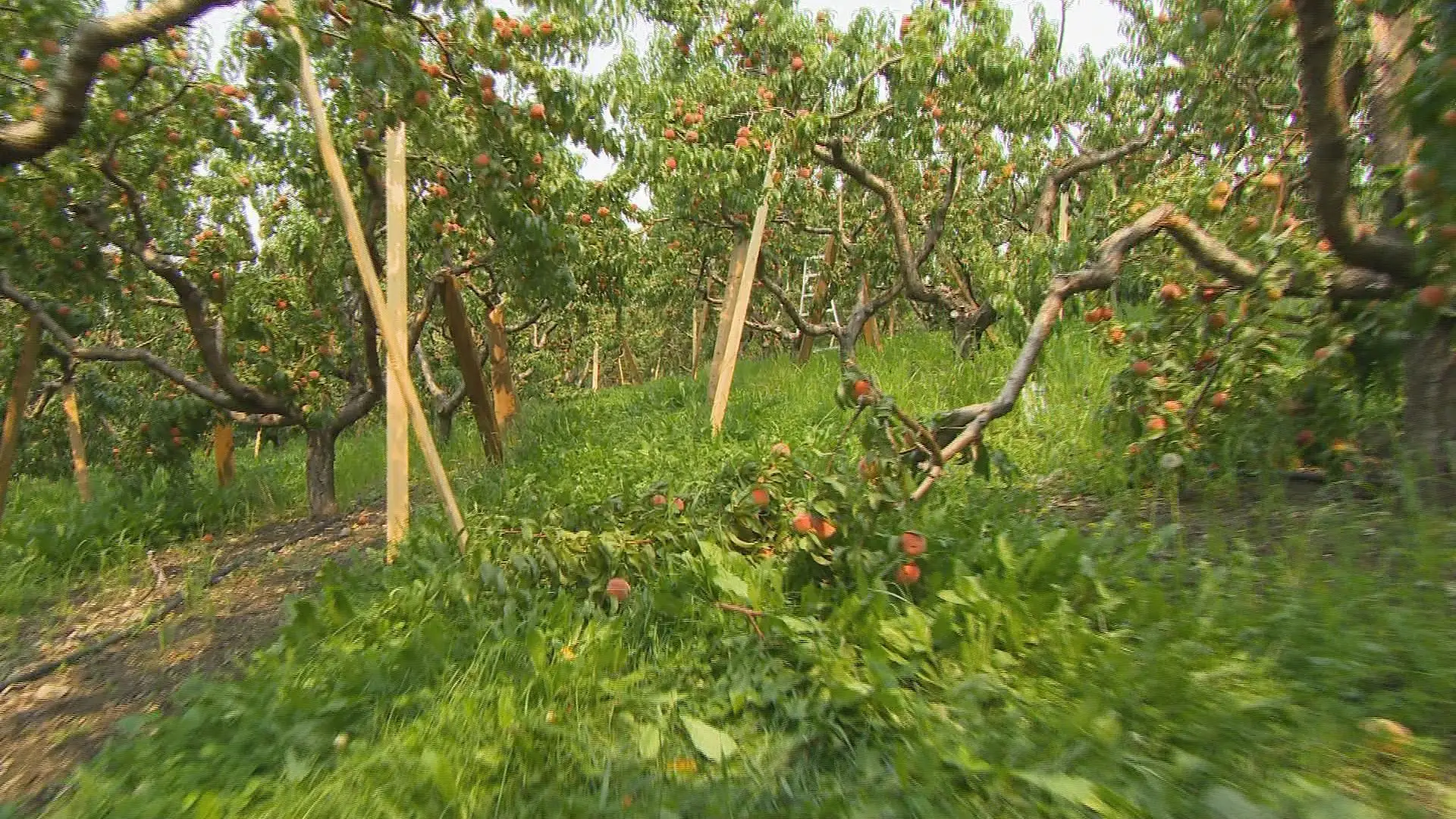 Summerland farmer was 12 hours away from harvesting crop when wildfire sparked