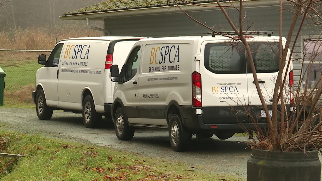 BC SPCA caring for over 100 pets during wildfire evacuations