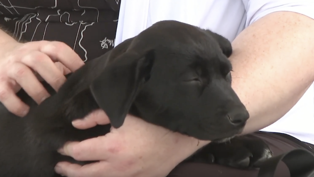 Barking good times: Day of the Dog returns to Victoria