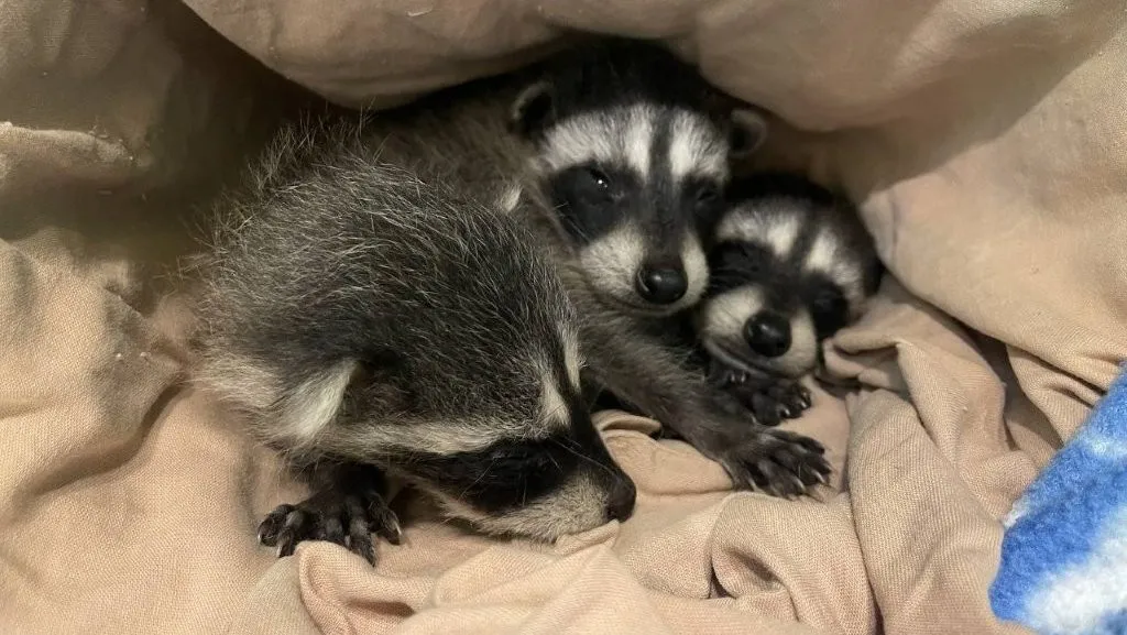 Young raccoons find refuge at Island wildlife centres