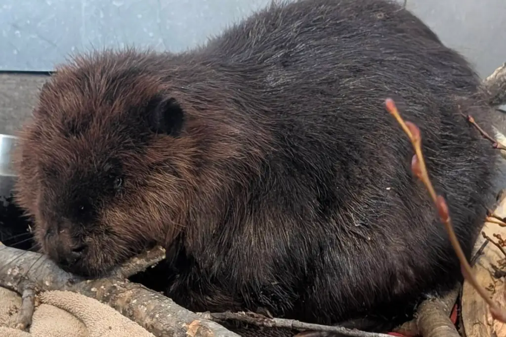 Injured beaver from Williams Lake transported to Smithers rescue