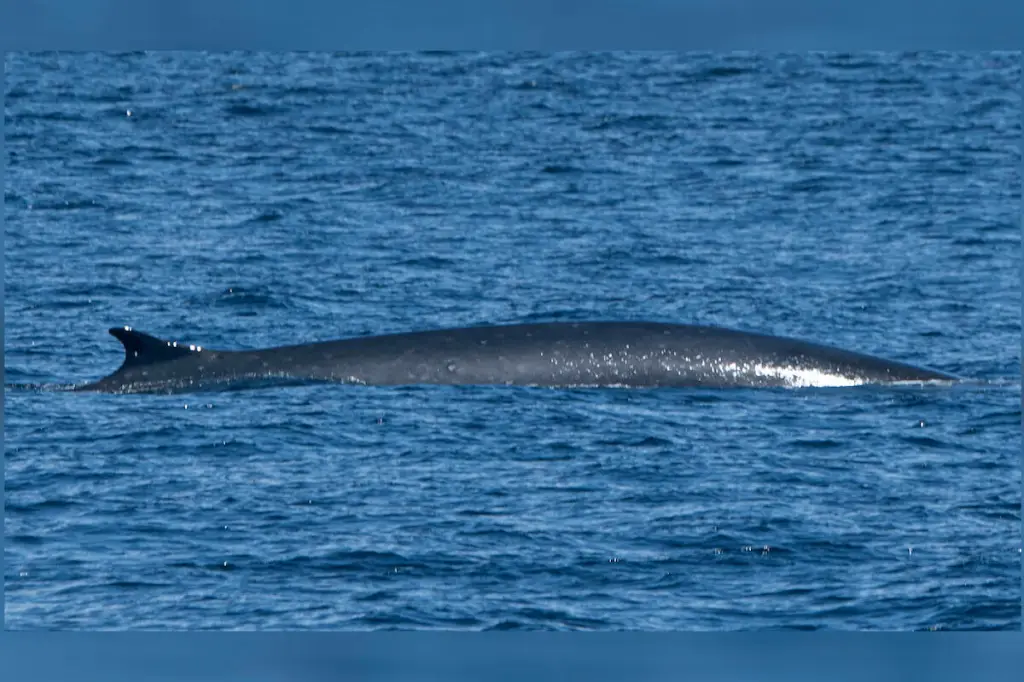 VIDEO: ‘Fin-nomenal’ rare behemoth whale surfaces in Vancouver Island waters