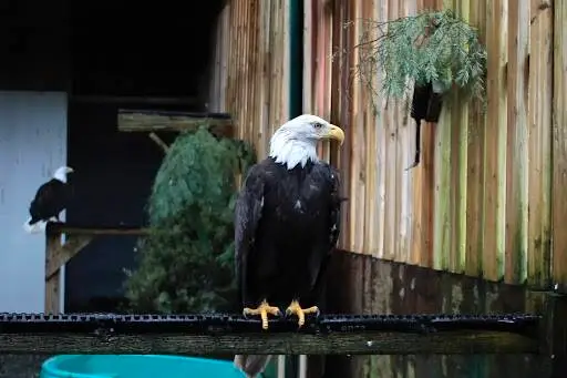 MARS Eagle ambassador Humpty: a gentle soul with fierce resilience