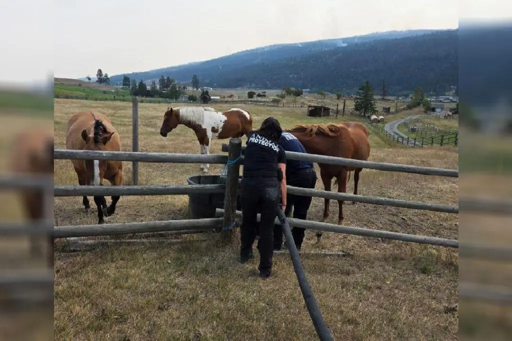 BC SPCA working to save stranded animals in wildfire zones