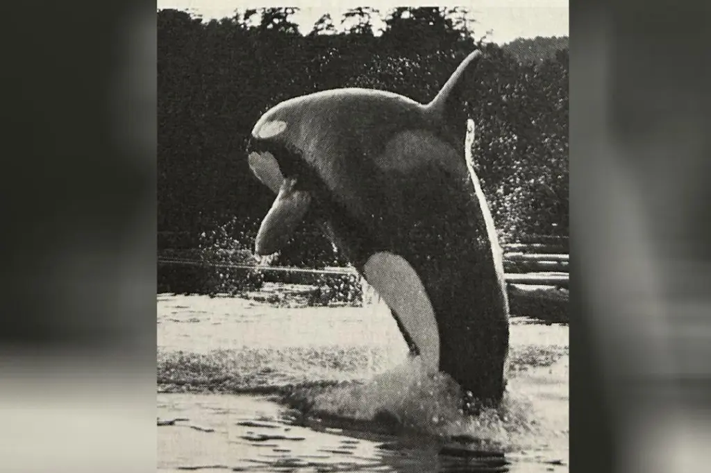 Author casts net to solve B.C. 56-year ‘Free Willy’ orca mystery