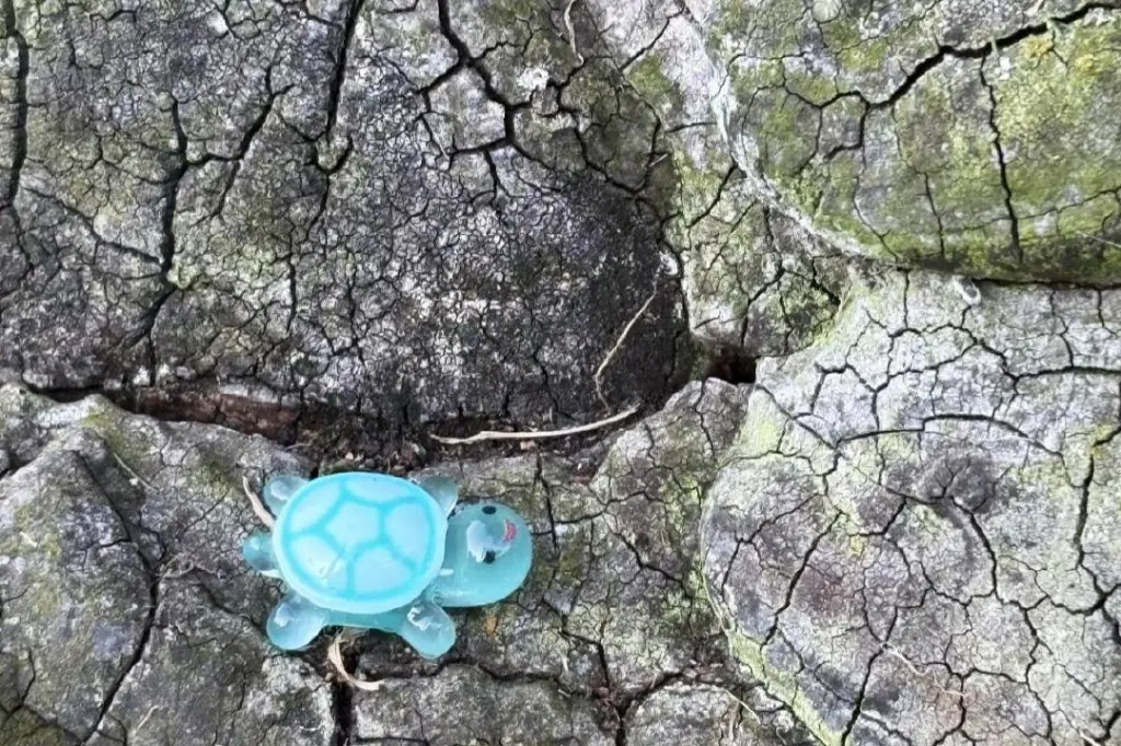 Honouring Dorothy: Tiny turtles tucked away in James Bay a gesture of kindness