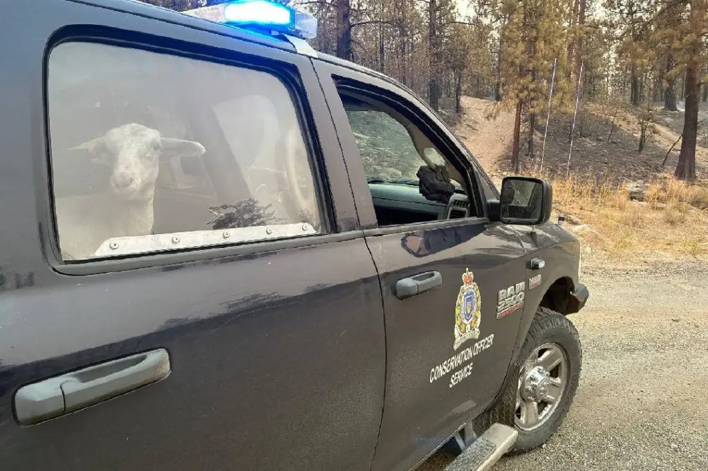 Un-baa-lievable: Lamb fleeing Summerland wildfire rescued by firefighters