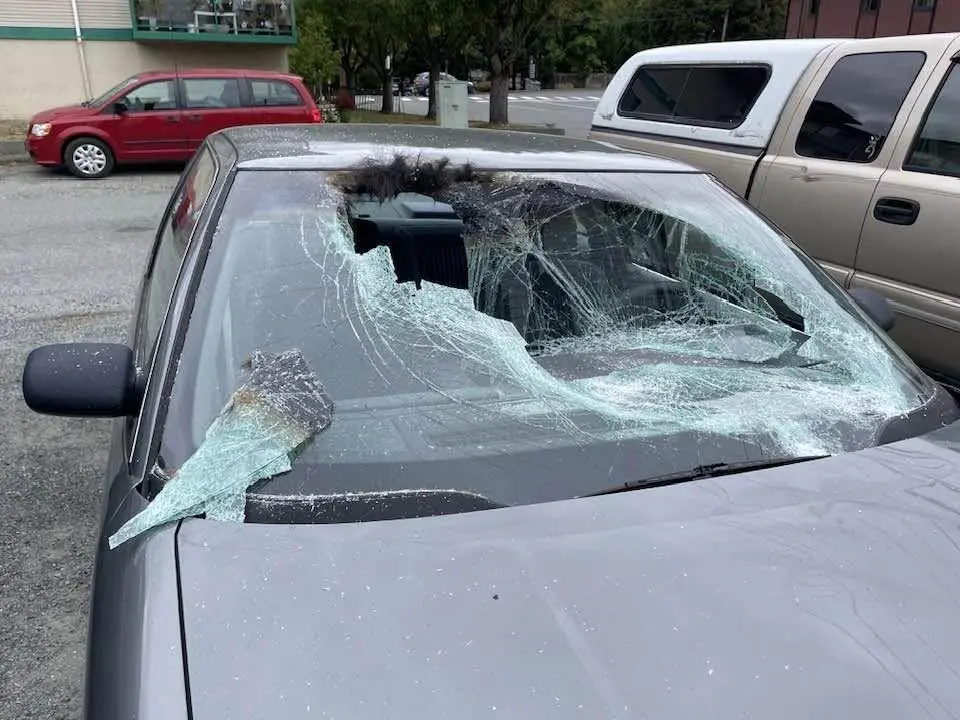 Elk damages car during rut at Lake Cowichan
